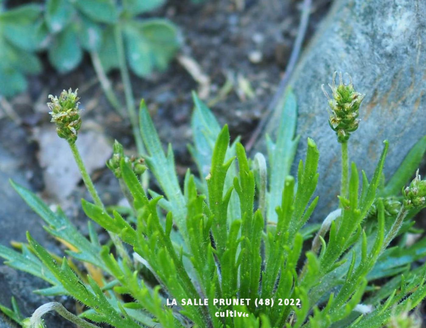 Plantain, Bucks-horn flower